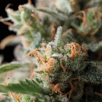 Trikoma Seeds Blueberry 5 Stk feminisiert