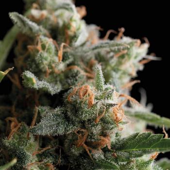 Trikoma Seeds Satans Bride 5 Stk feminisiert