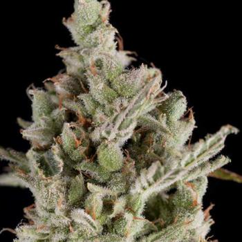 Trikoma Seeds Sweet Madness Auto 5 Stk feminisiert