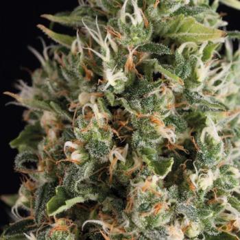 Trikoma Seeds Wendy Auto 5 Stk feminisiert
