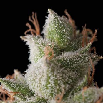 Trikoma Seeds White Widow Auto 5 Stk feminisiert