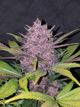 420 Fast Buds Blackberry Auto 5 Stk feminisiert