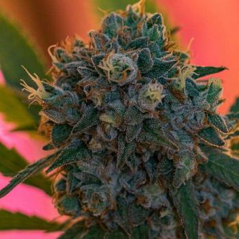 Growers Choice Naranja Biscotti Fast Version 5 Stk feminisiert