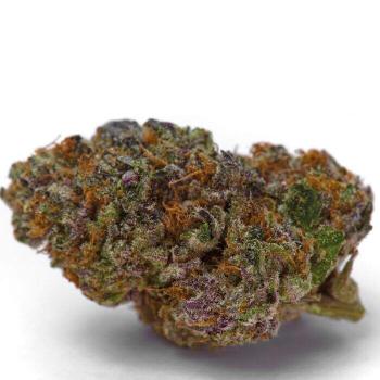 Growers Choice Blue Dream Sherbet Auto 5 Stk feminisiert