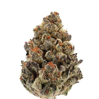 Growers Choice Bruce Banner Auto 5 Stk feminisiert