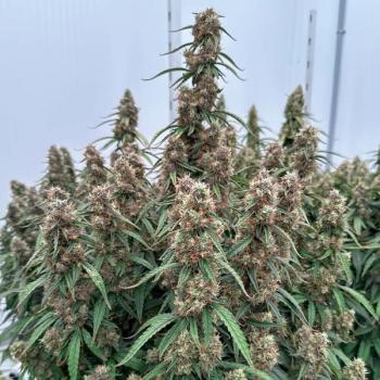 Royal Queen Seeds - Orion F1 3 Seeds