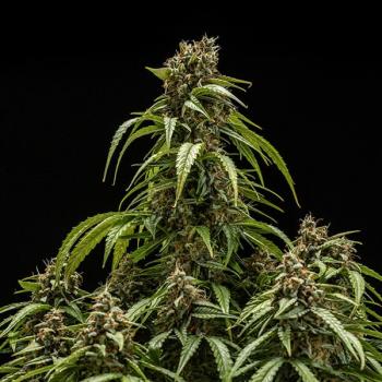 Royal Queen Seeds - Orion F1 3 Seeds
