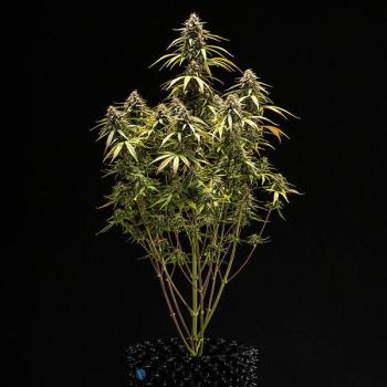 Royal Queen Seeds - Orion F1 3 Seeds