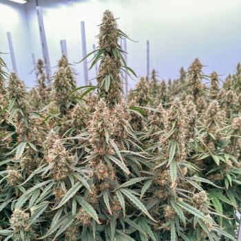 Royal Queen Seeds - Orion F1 3 Seeds