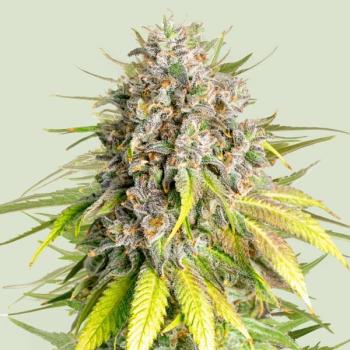 Royal Queen Seeds - Punch Pie 3 Seeds
