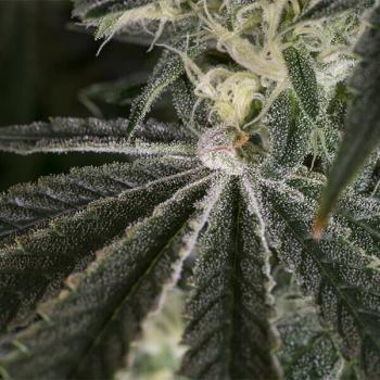 Royal Queen Seeds - Punch Pie 3 Seeds