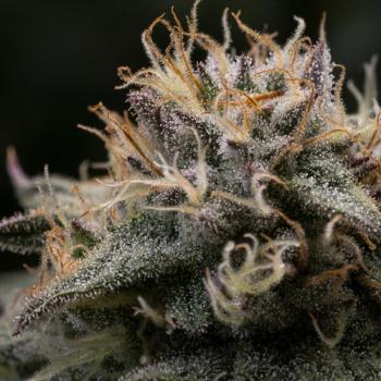 Royal Queen Seeds - Punch Pie 3 Seeds