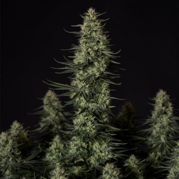 Royal Queen Seeds - Punch Pie 3 Seeds