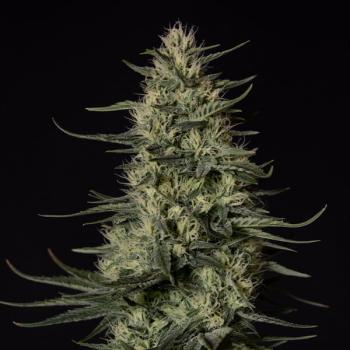 Royal Queen Seeds - Punch Pie 3 Seeds