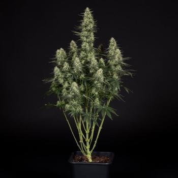 Royal Queen Seeds - Punch Pie 3 Seeds