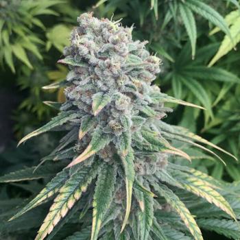 Royal Queen Seeds - Purple Queen 3 Seeds