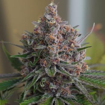 Royal Queen Seeds - Purple Queen 3 Seeds
