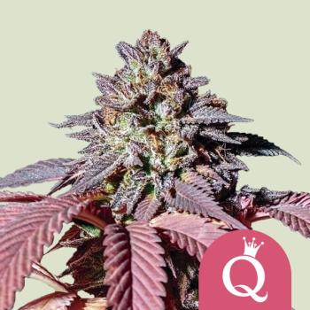 Royal Queen Seeds - Purple Queen 3 Seeds