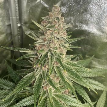 Royal Queen Seeds - Purple Queen 3 Seeds
