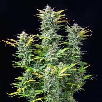Quick One 3 Seeds