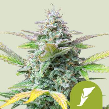 Quick One 3 Seeds