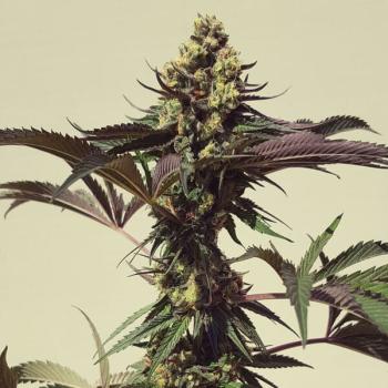 Royal Cookies aka Girl Scout Cookies