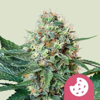 Royal Cookies aka Girl Scout Cookies
