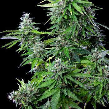 Royal Queen Seeds - Royal Cookies Auto 3 Seeds
