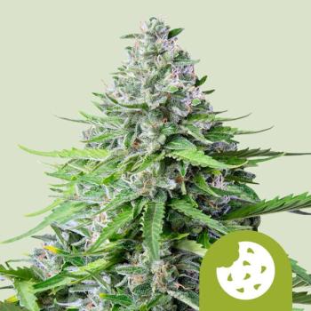 Royal Queen Seeds - Royal Cookies Auto 3 Seeds