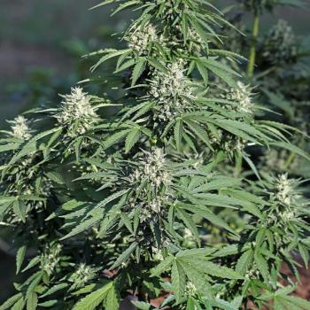 Royal Queen Seeds - Royal Cookies Auto 3 Seeds
