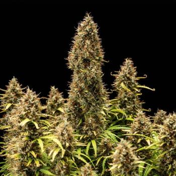 Royal Queen Seeds - Royal Cookies Auto 3 Seeds