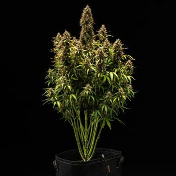 Royal Queen Seeds - Royal Cookies Auto 3 Seeds
