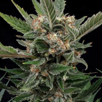 Royal Queen Seeds - Royal Gorilla 3 Seeds