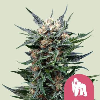 Royal Queen Seeds - Royal Gorilla 3 Seeds