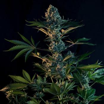 Royal Queen Seeds - Royal Gorilla 3 Seeds