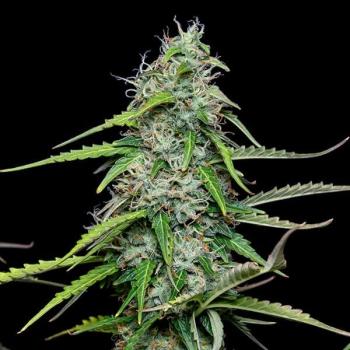 Royal Queen Seeds - Royal Gorilla Auto 3 Seeds