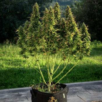 Royal Queen Seeds - Royal Gorilla Auto 3 Seeds