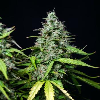 Royal Queen Seeds - Royal Gorilla Auto 3 Seeds