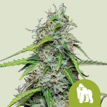 Royal Queen Seeds - Royal Gorilla Auto 3 Seeds