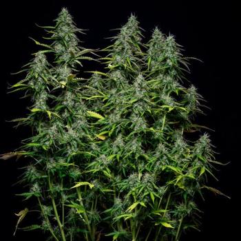 Royal Queen Seeds - Royal Gorilla Auto 3 Seeds
