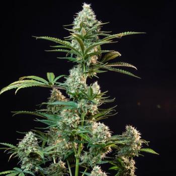 Royal Runtz 3 Seeds