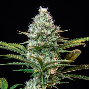 Royal Runtz 3 Seeds