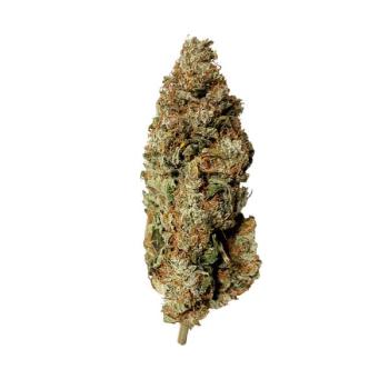 Royal Runtz 3 Seeds