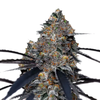 San Fernando Valley x The Purps