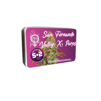 San Fernando Valley x The Purps
