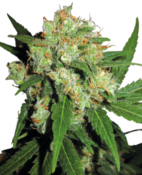 Sensi Skunk - reg. (10stk)