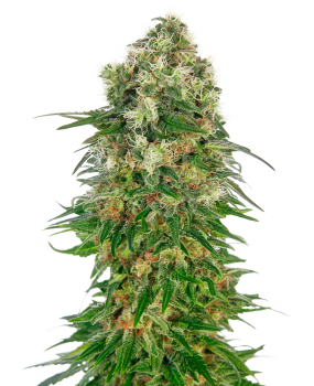 Shiva Skunk - auto.