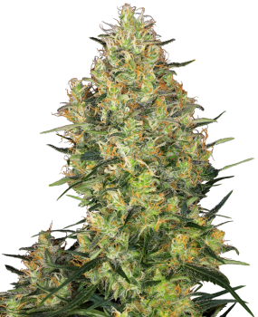 Shiva Skunk - fem. (5St.)