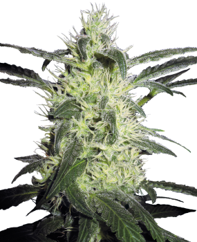 Silver Haze - fem.