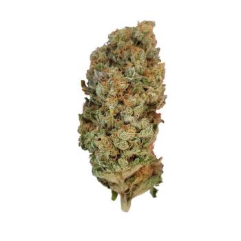 Royal Queen Seeds - Special Queen1 - 3 Seeds